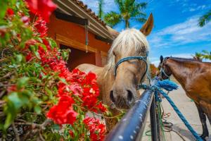 ein Pferd steht neben ein paar roten Blumen in der Unterkunft Laguna Lake House - Private Pool - Sleeps 12 - Elegant in Playa Blanca