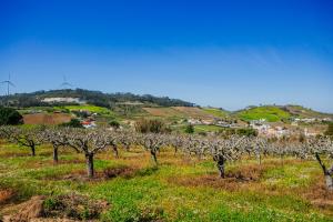 um campo de árvores de fruto com turbinas ao fundo em Traditional Portuguese Village House - Casa Martins no 52 em Freiria