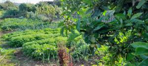 un jardín con muchas plantas y árboles en CASA LA LUNA, en Isora