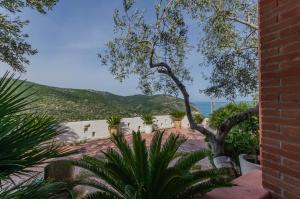 een uitzicht op een huis met een boom en enkele planten bij Casa Mattinatella in Mattinata