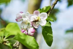 Gambar di galeri bagi Winzerhof Wörner di Durbach