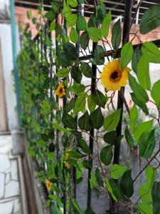 Um jardim no exterior de Varandas da Paulista