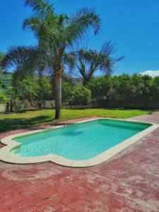 una pequeña piscina con una palmera en el fondo en Villa Elea Apartments, en Spiliá