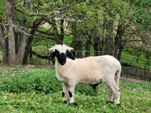 Altri animali domestici presso il bed & breakfast o nei dintorni