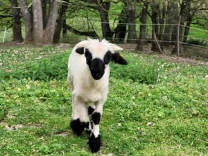 Altri animali domestici presso il bed & breakfast o nei dintorni