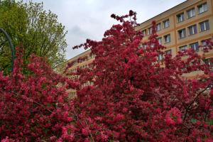 drzewo z różowymi kwiatami przed budynkiem w obiekcie Szucha 27 - Royal Łazienki Flat w Warszawie