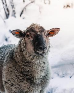 a sheep standing in the snow at Wellness Hotel Liberecká Výšina in Liberec