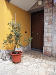 a plant in a pot in front of a door at La casetta gialla in Rome