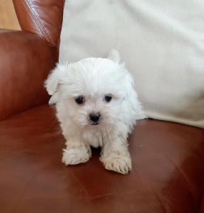um pequeno cão branco sentado num sofá em Boutique B&B Poppy's em Bruges
