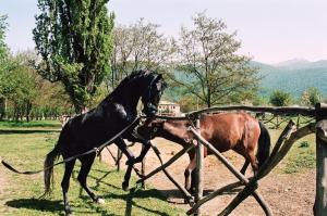 Altri animali domestici presso l'hotel o nei dintorni