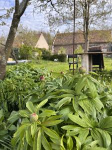 een tuin met veel groene planten en een stoel bij Studio du Mont des Ormes in Monchy-Humières