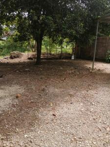 un árbol en medio de un patio de tierra en Ramaye Beach House, en Paquera