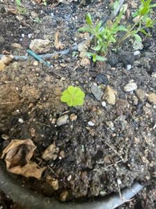 a green plant is growing in the dirt at B&B Corte sul Naviglio in Cernusco sul Naviglio