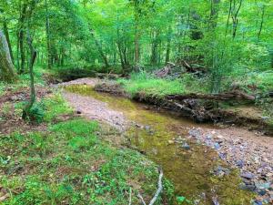 um riacho no meio de uma floresta com árvores em Tentrr Signature Site - Wander em Scottsville