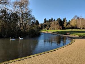 zwei Schwäne schwimmen in einem Teich im Park in der Unterkunft Wolsey Road, North Oxford in Oxford