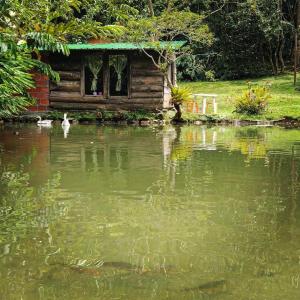a house sitting in the middle of a pond at Sapiens house "cabaña del lago" in Cali