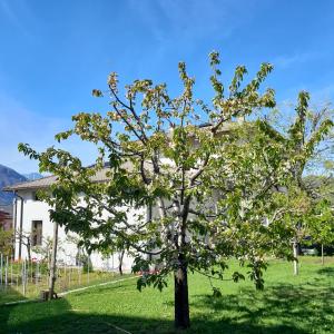 un arbre dans une cour devant une maison dans l'établissement Appartment Lodged Mamma Maria, à Mattarello