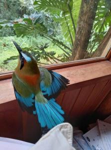 un pájaro colorido está volando delante de una ventana en Sámara Tarantela Houses, Casa Coyol, en Sámara