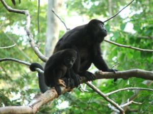 un mono y un mono bebé sentados en una rama de árbol en Sámara Tarantela Houses, Casa Coyol, en Sámara