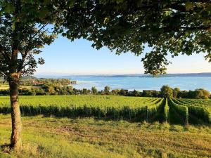 een veld met een boom en uitzicht op het water bij Römerpark 2 Zi-Appartement in Lindau