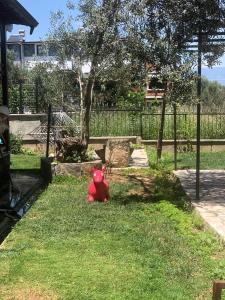 Yazlık في بورهانيي: حيوان لعبة حمراء يجلس في العشب