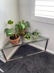 a glass table with three plants on top of it at Private Room in Los Angeles LA with TV & WIFI & AC & View of Hollywood Sign & Private Fridge & Shared Kitchen!!! in Los Angeles