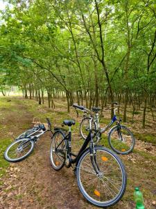 two bikes parked next to each other in a forest at Ferienbungalows am See in Altfriesack