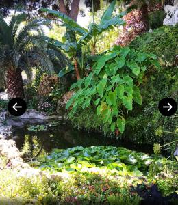 dos imágenes de un jardín con un estanque y plantas en Appartement authentique coeur de ville sete en Sète