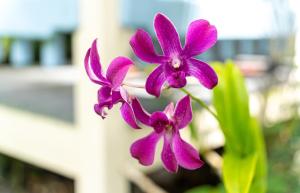 a group of purple flowers on a plant at Ocean View Black Sand Beach House @ Kehena beach HI in Pahoa