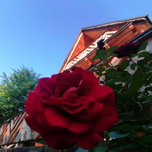 een rode roos voor een gebouw bij Willa Mitia in Zakopane
