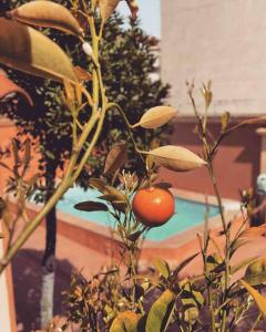 a plant with a tomato growing on it in a garden at Villa ANTONIA in Calvi