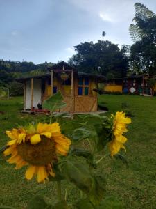 a group of yellow sunflowers in front of a house at EcoaldeaHotel Aguaviva2 in Aranzazu