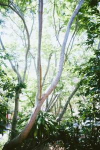 un árbol con ramas y hojas en un bosque en Đà Lạt Củi Homestay, en Da Lat