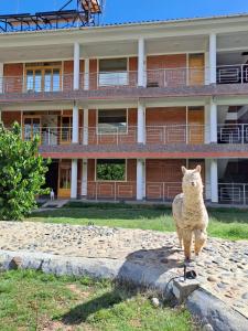 uma ovelha em pé em frente a um edifício em Runaway Eco Hotel em Carhuaz