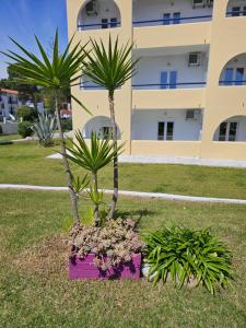 a palm tree in a purple pot in front of a building at Maistrali Studios in Koukounaries