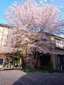 a flowering tree in front of a building at Diplomat House very close to JR Station in Tokyo