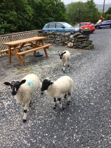 three sheep standing next to a picnic table and a bench at The Canteen Beautiful 1-Bed Apartment in Keswick in Threlkeld