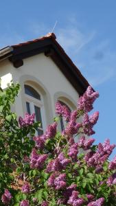 uma casa com flores roxas em frente a um edifício em Pension Kchischowka em Vetschau