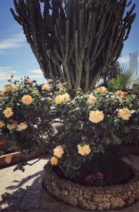 アラッシオにあるHotel Villa Igeaのサボテン前の花びらたんちゅ