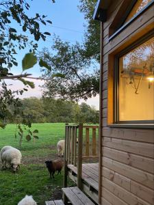 a group of sheep grazing in a field next to a house at Gites De L'Etang Des Noues in Cholet