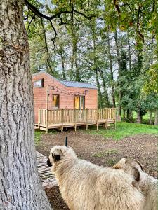 deux moutons debout devant une cabane en rondins dans l'établissement Gites De L'Etang Des Noues, à Cholet