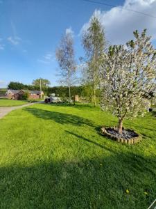 a tree in the middle of a grass field at Mile House Barn Bed & Breakfast in Nantwich