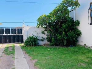 a tree sitting next to a white wall next to a yard at Palm Heaven B&B in East London