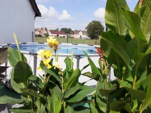 Stennewitz的住宿－Ferienwohnungen Kusche，从植物上欣赏到游泳池的景色