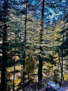 a view of a forest with trees and benches at WildWoodHome Jibhi in Jibhi