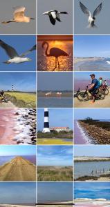 a collage of pictures of different types of birds at Maébrilu Camargue Provence in Salin-de-Giraud