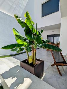una grande pianta verde in una stanza con una sedia di Ria Breez'in by JohnVillas ad Alvor