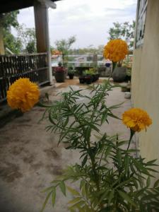 deux fleurs jaunes sur une plante à côté d'un bâtiment dans l'établissement Sithila Villa, à Dehiwala-Mont Lavinia