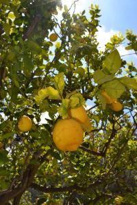 a bunch of oranges hanging from a tree at Cocos Park Ischia in Ischia