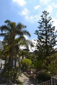 two palm trees in a park with a fence at Cocos Park Ischia in Ischia